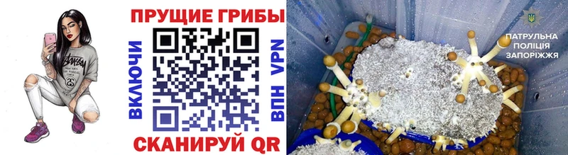MEGA ссылка  купить   это Telegram  Псилоцибиновые грибы Psilocybine cubensis  Козловка 